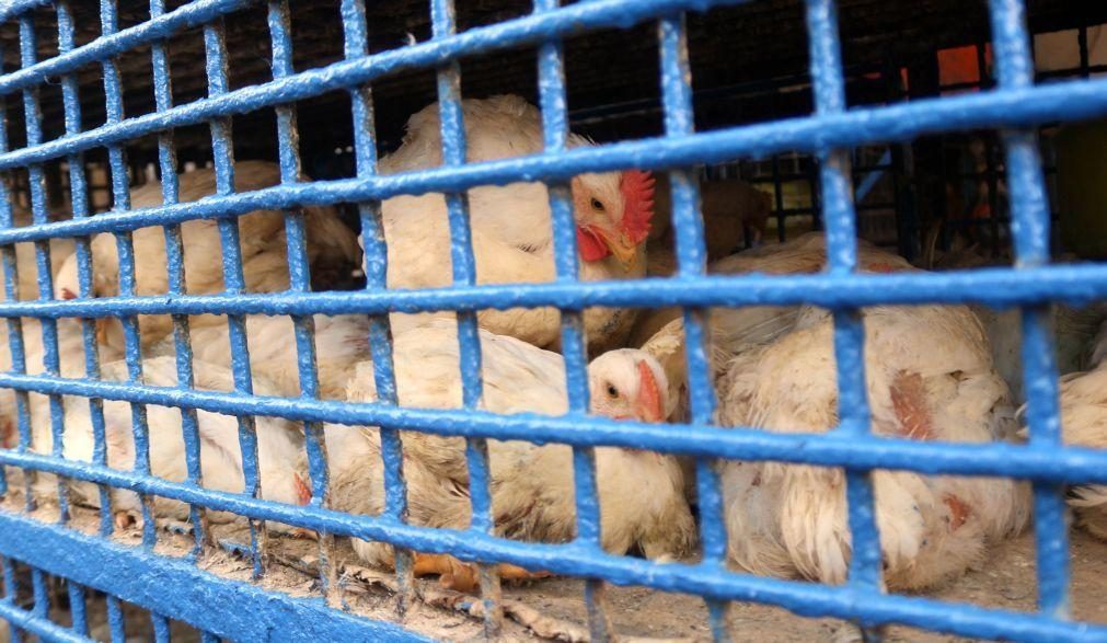 Dezenas de países suspenderam compras de frango ao Brasil devido a gripe aviária