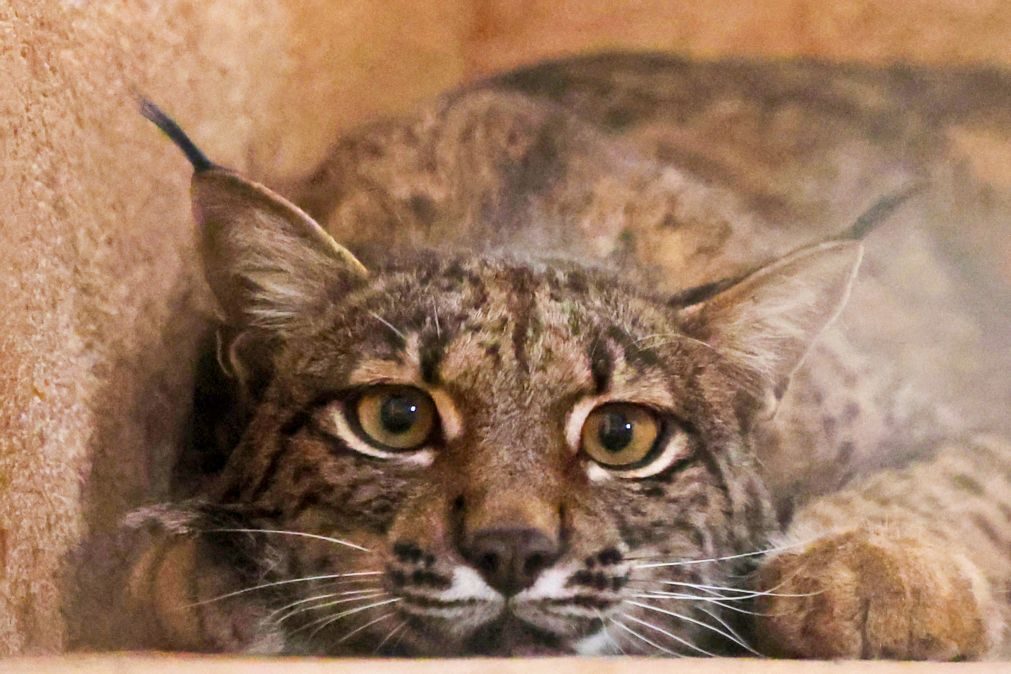 População de lince ibérico aumentou 19% num ano e supera os 2.400 animais