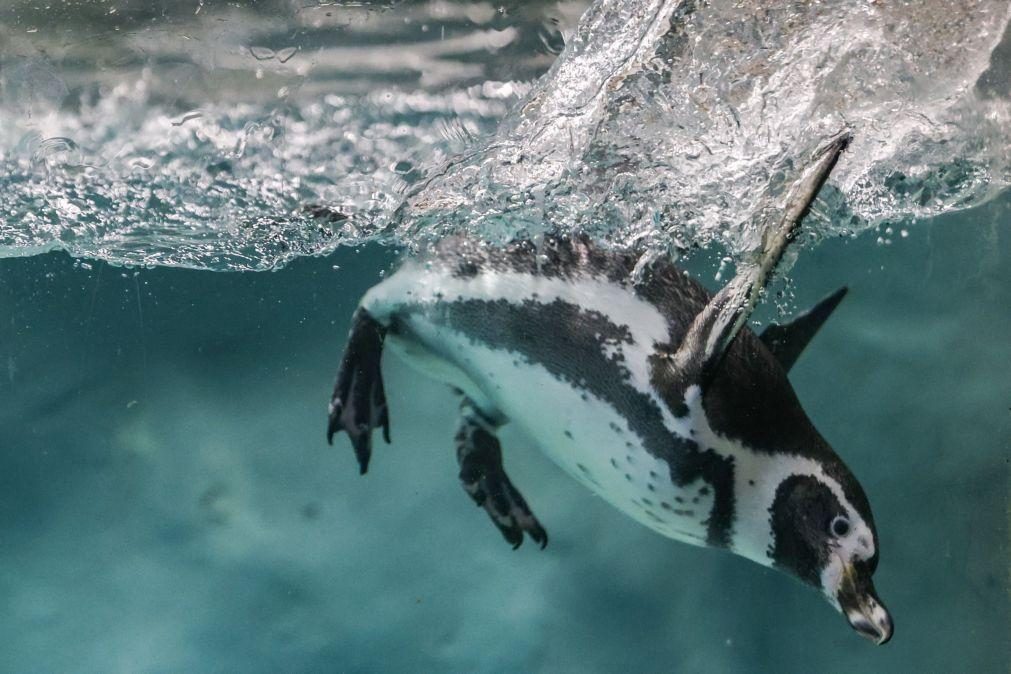 Excremento de pinguins pode ajudar a reduzir efeitos das alterações climáticas na Antártida