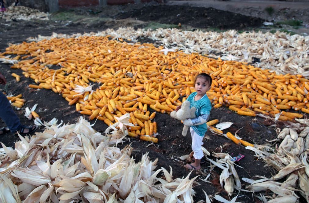 Área de produção de milho geneticamente modificado caiu 12% em 2016