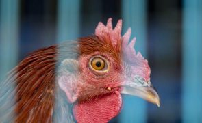 Surtos de gripe aviária em mamíferos mais do que duplicaram em 2024