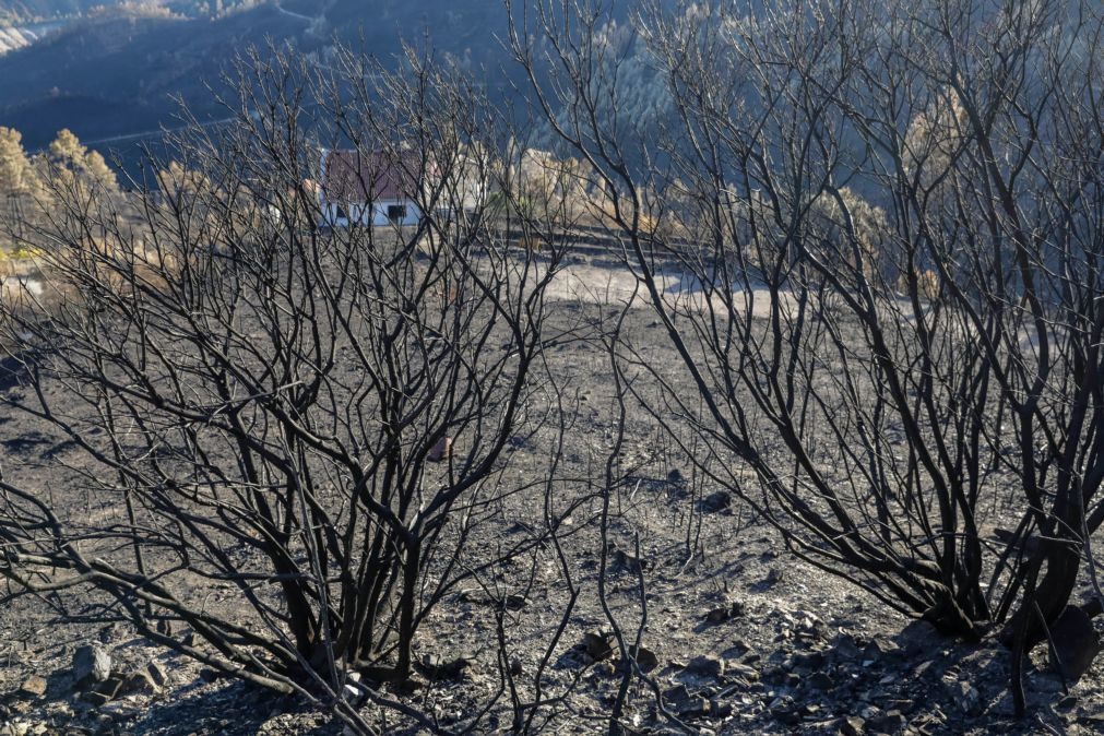 Sem telefone desde incêndios de outubro, homem de 79 anos caminha dois kms para salvar a mulher