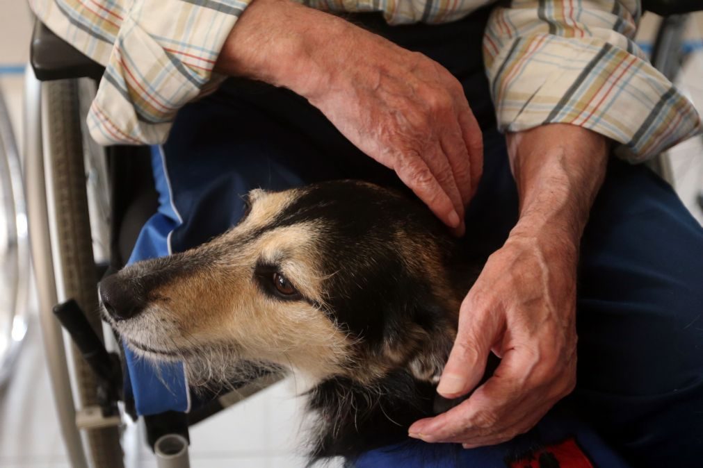 ALERTA | Surto de vírus altamente contagioso leva ao abate de 50 cães em Ponte de Lima