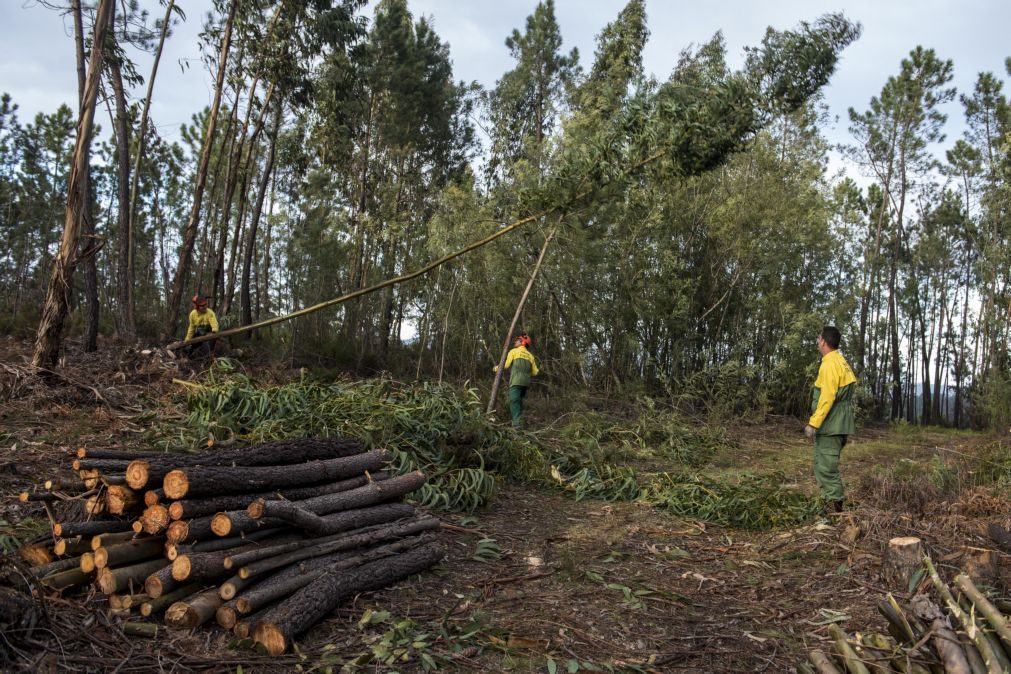 Fisco vai dizer às câmaras quem são os donos dos terrenos que não forem limpos