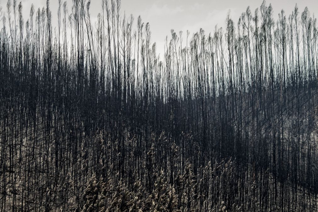 Incêndios: Comissão do Parlamento Europeu aprova ajuda de 50,6 ME a Portugal