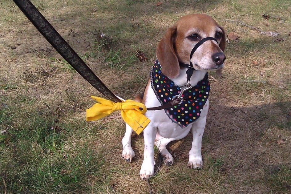 O que significa uma fita amarela na coleira ou na trela de um cão?