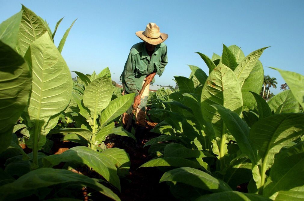 Governo moçambicano exige retirada de crianças do cultivo de tabaco