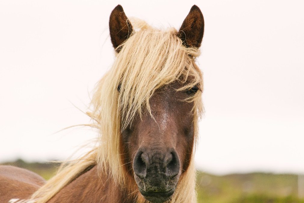 Fazer estas coisas está a deixar o seu cabelo oleoso