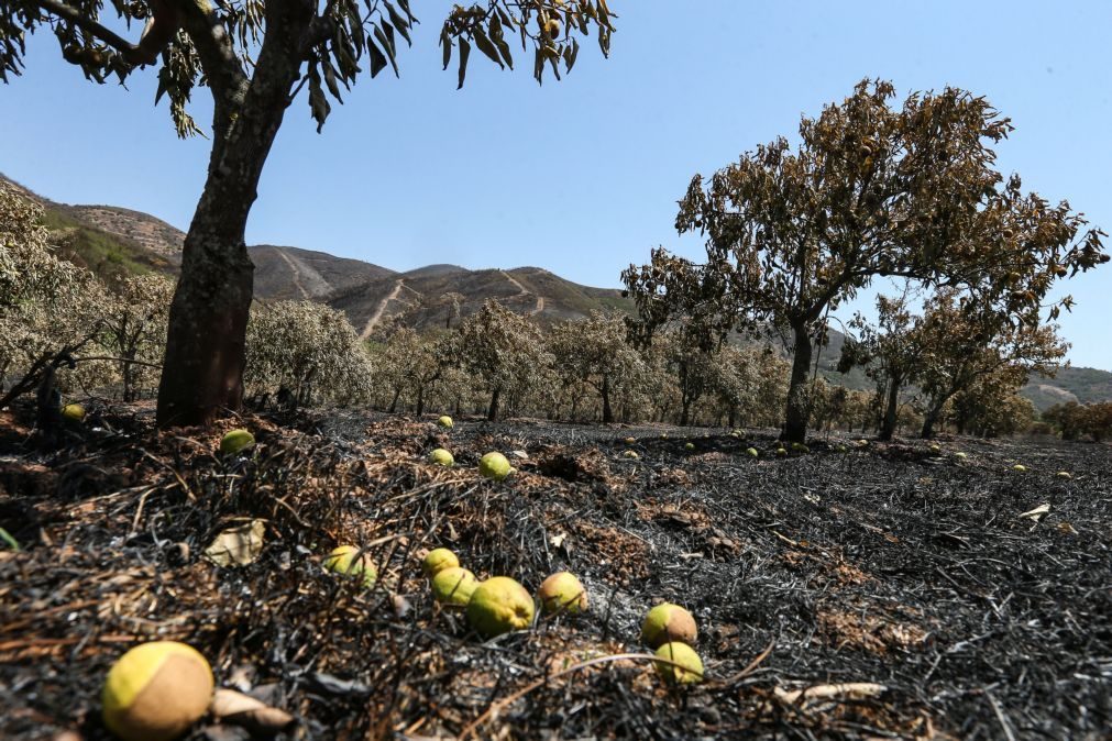 Esposende doa a Monchique verba que estava destinada a fogo-de-artifício