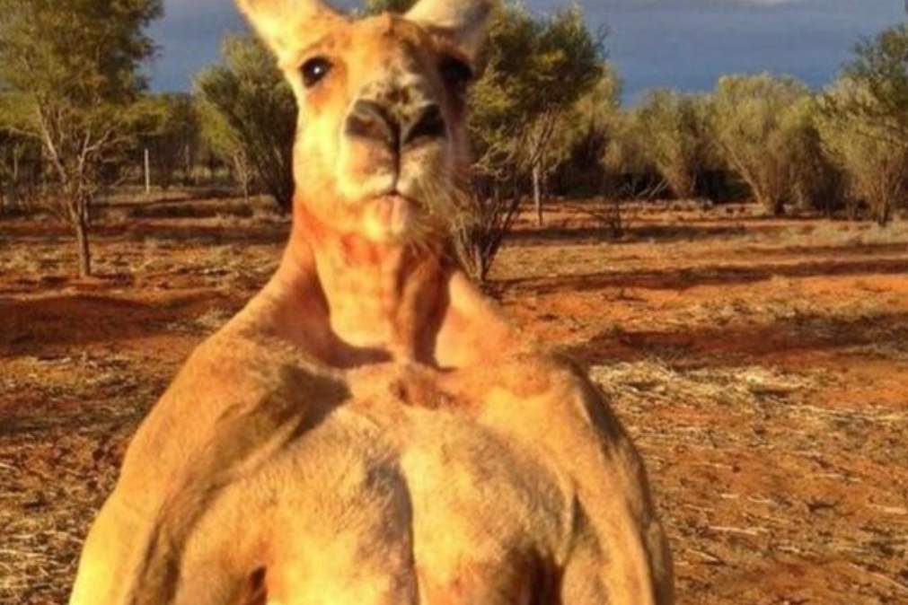 Morreu o canguru mais musculado do mundo