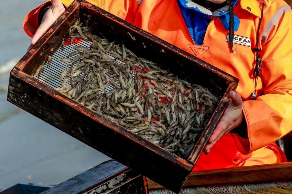 Governo moçambicano proíbe pesca de camarão nos próximos dois meses