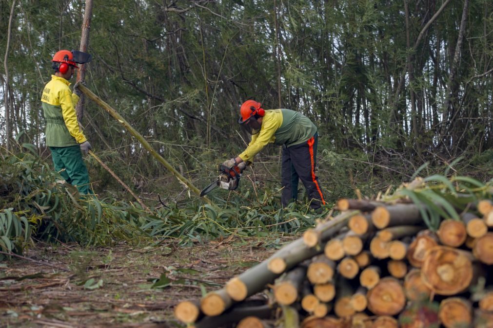 ALERTA | Limpeza de terrenos tem de estar concluída até 15 de março