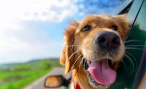 Não deixe o seu melhor amigo em casa nestas férias: Como transportar o seu cão em segurança