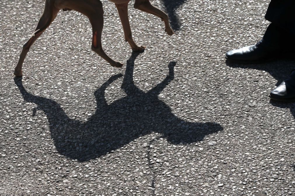 BE e PAN querem proibir corridas de cães. Pena de multa e prisão para quem o fizer