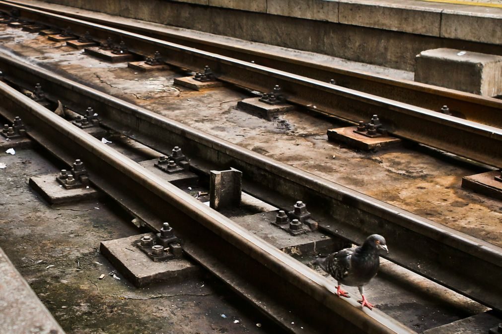 Circulação ferroviária reaberta na Linha de Cascais após atropelamento mortal