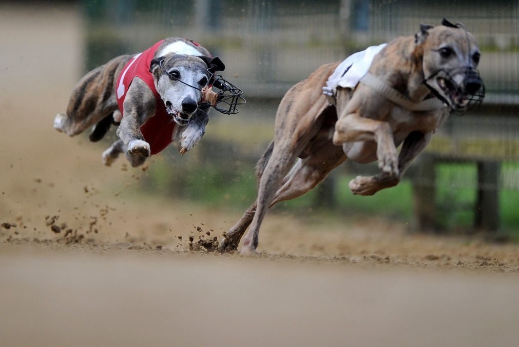 Parlamento rejeita proibição das corridas de galgos