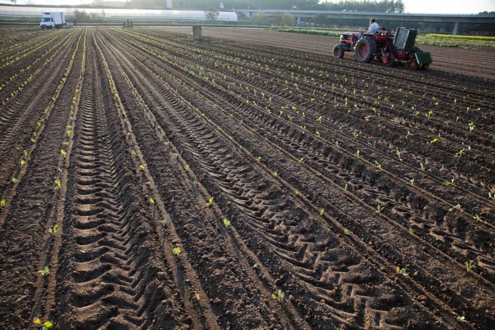 Governo altera apoios à manutenção da atividade agrícola em zonas desfavorecidas