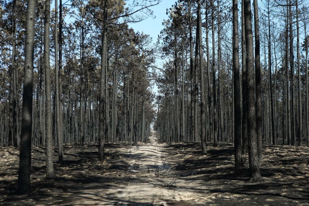 Costa anuncia empreitadas de 11 milhões de euros para construir faixas de contenção de fogos