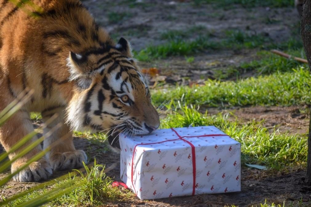 Pai Natal chega ao Zoo de Lisboa este fim de semana e promete voltar