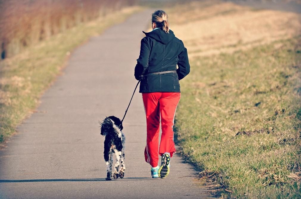 Saiba quais são os melhores exercícios para fazer com o seu cão