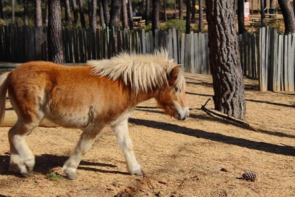 Badoca Safari Park corre risco de fechar por falta de visitantes