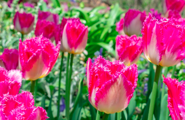 Japão corta mais de 100 mil tulipas para evitar coronavírus