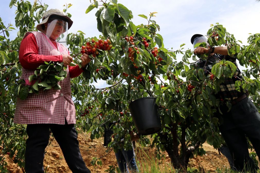 Máscaras e viseiras invadem pomares de cereja no Fundão