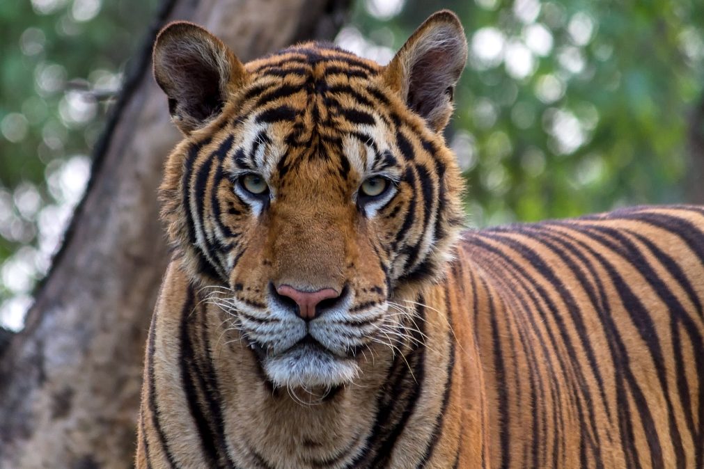 Mulher luta contra tigre para salvar filho de 15 meses