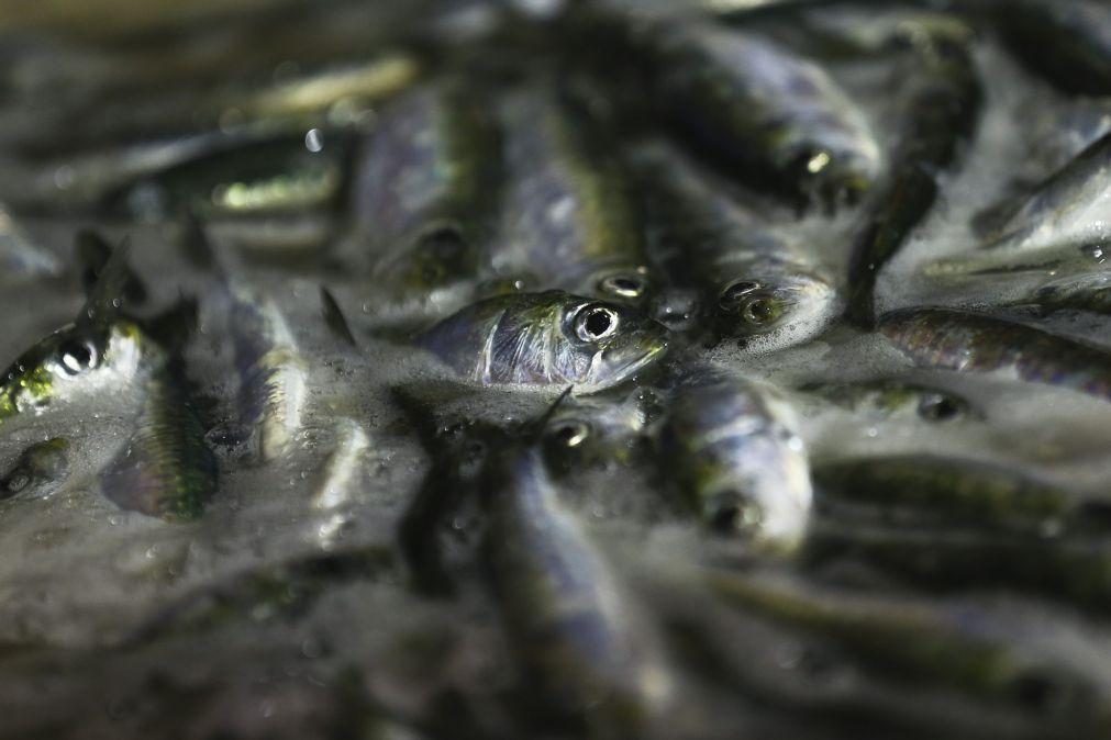 Pesca de sardinha proibida desde hoje