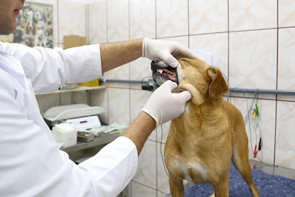 GNR resgata 41 gatos e três cães de duas casas em Sesimbra