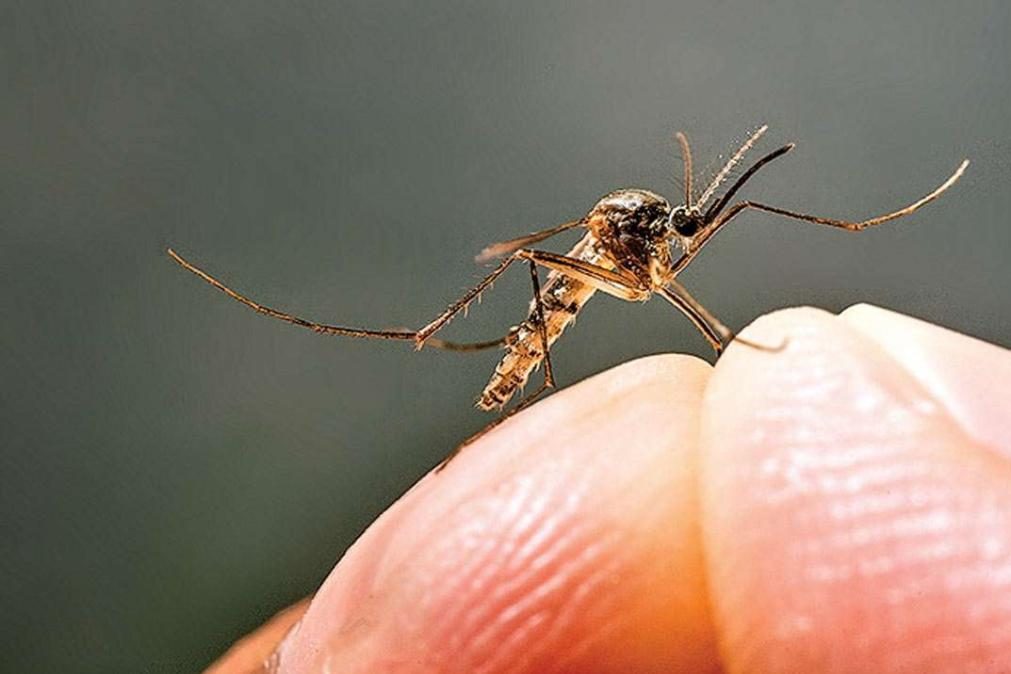 Mosquito transmissor de dengue encontrado na região do Algarve