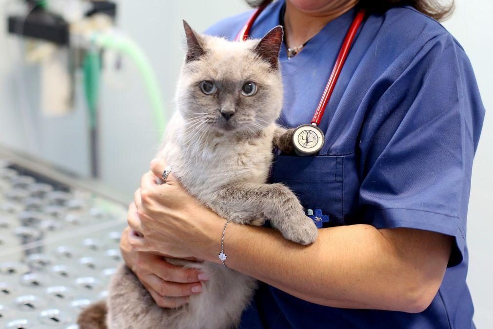 IVA dos medicamentos veterinários entre as despesas que abatem ao IRS