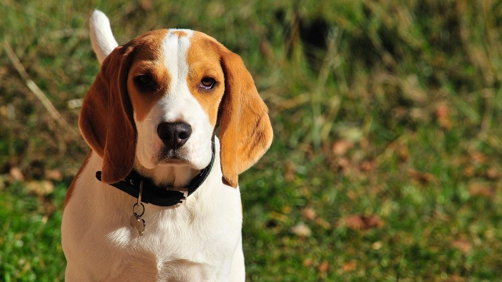 Cães são capazes de detetar cancro no pulmão