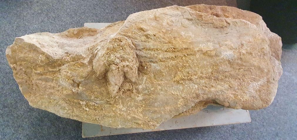 Fóssil de pegada de dinossauro com 154 milhões de anos descoberto na Figueira da Foz