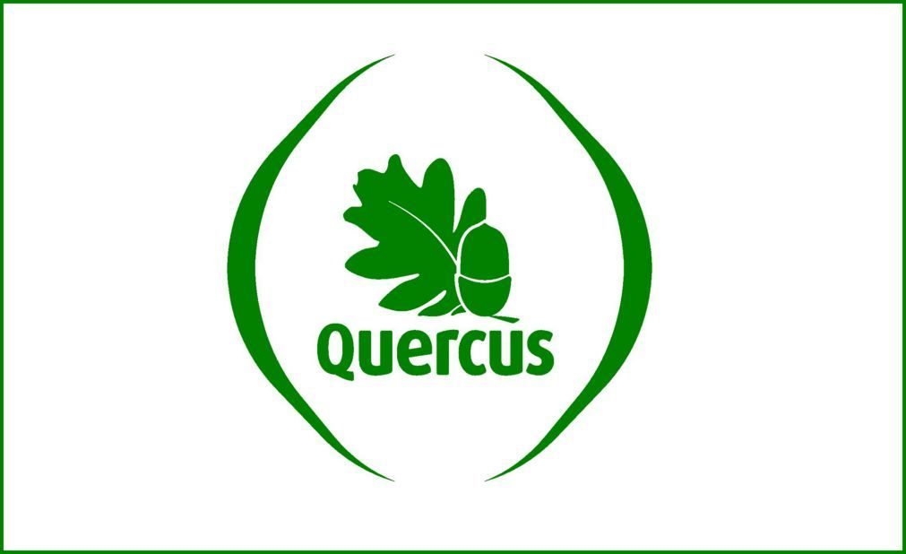 Quercus diz que viveiros nacionais produzem eucaliptos para plantações ilegais