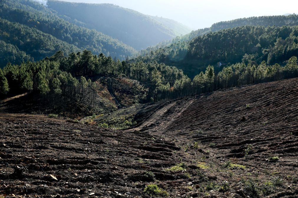 BE requere adiamento potestativo dos projetos de lei sobre entidades de gestão florestal