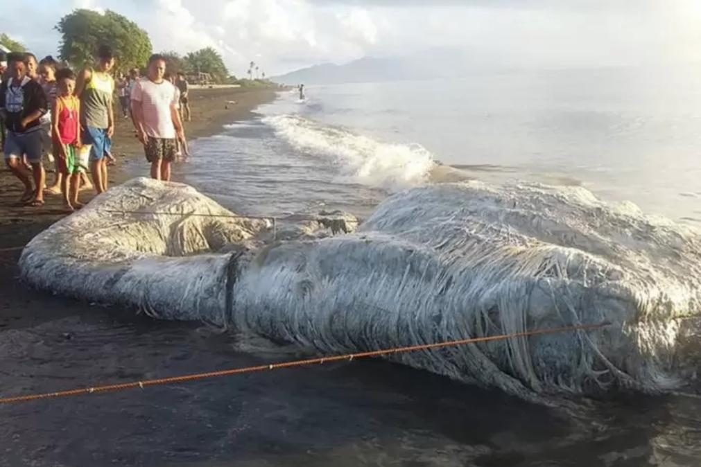 Os cinco animais mais estranhos que já deram à costa