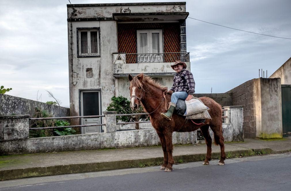 Parlamento recusa possibilidade de cavalos serem animais de companhia