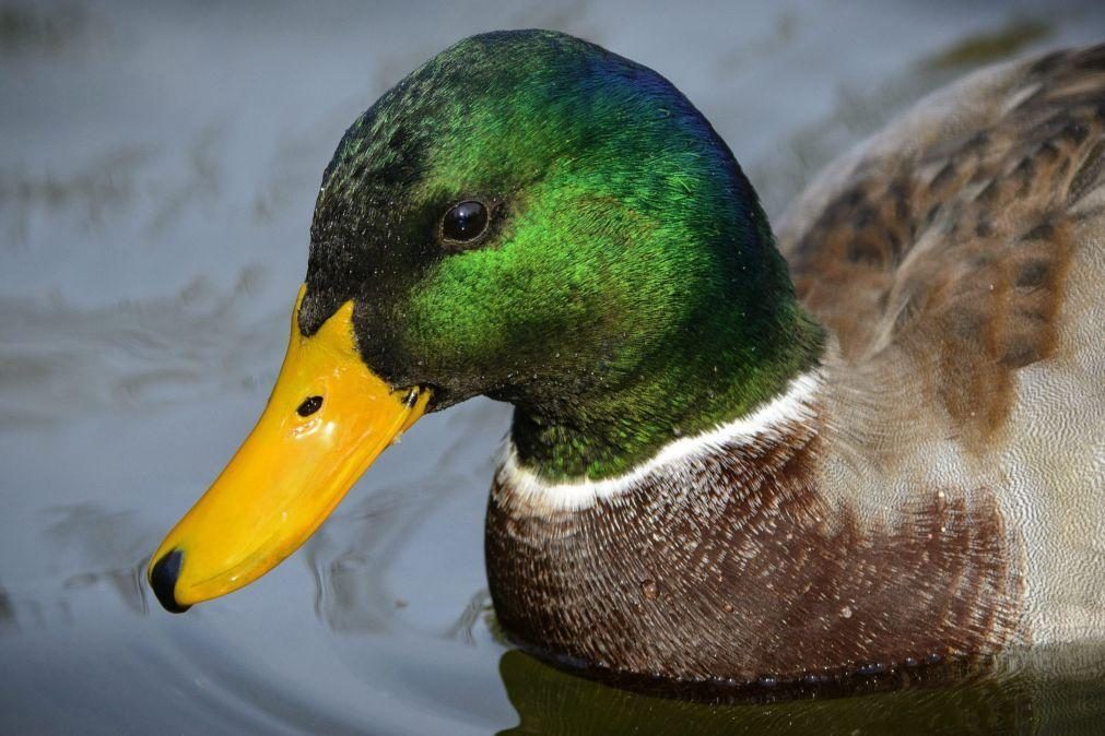 Portugal regista novos casos de gripe das aves em Peniche e Barquinha