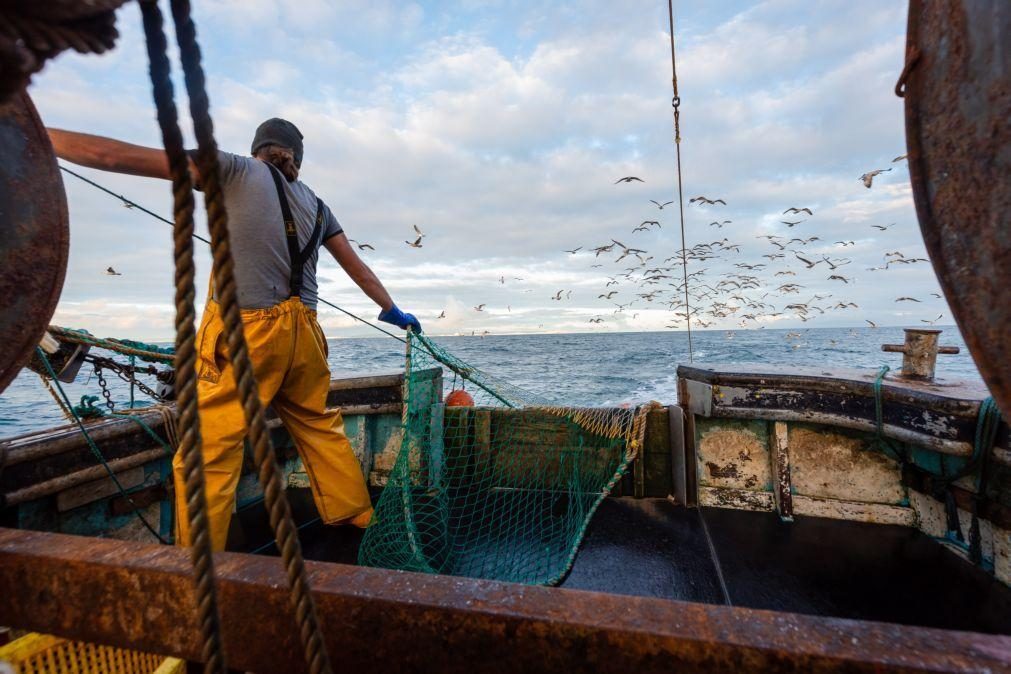 GNR da Nazaré apreende 770 quilos de pescada sem as medidas legais