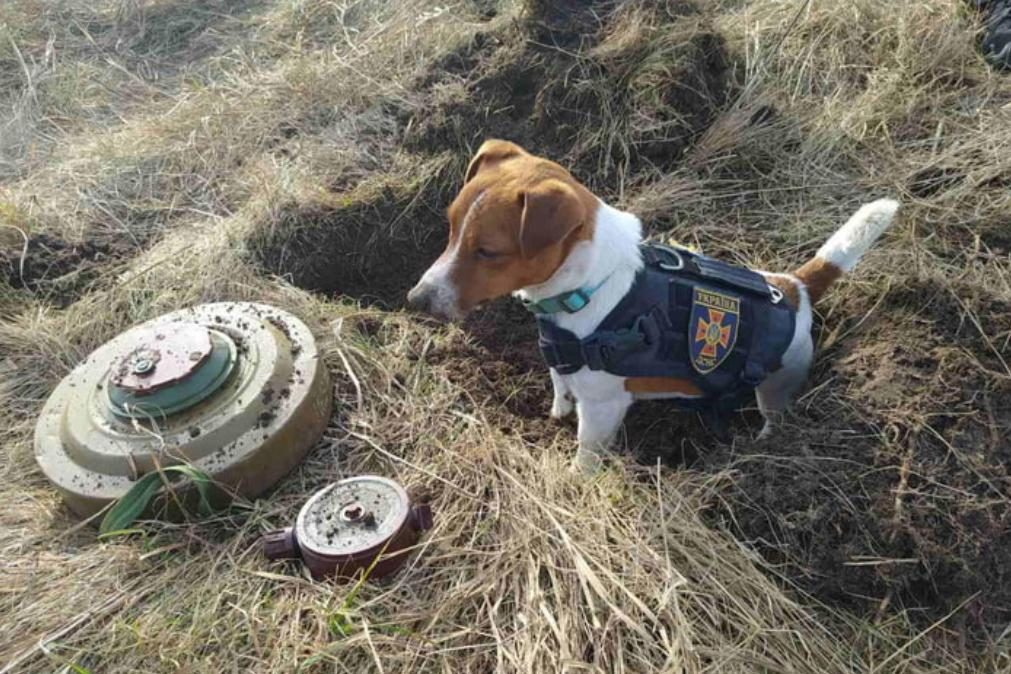 Patron, o Jack Russell Terrier que é um herói improvável da guerra da Ucrânia