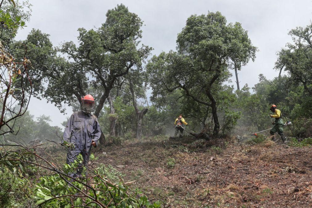 Incêndios: Cerca de mil freguesias identificadas como prioritárias para limpeza de florestas