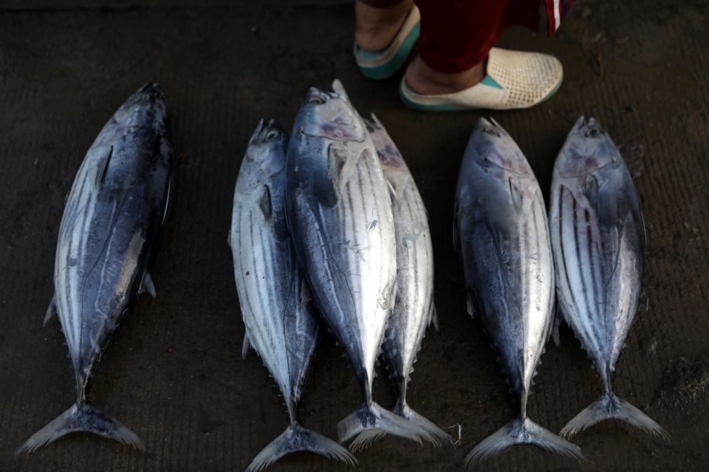 Peixes confundem plástico e algas com comida e introduzem-no na cadeia alimentar