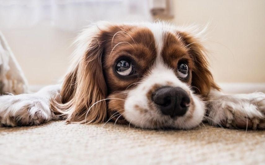 O erro comum que pode colocar em risco a saúde do seu cão