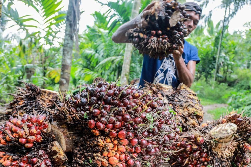 Indonésia suspende exportação de óleo de palma por alta de preços