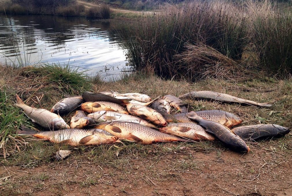 Milhares de peixes mortos têm sido retirados de albufeira que abastece Castelo Branco