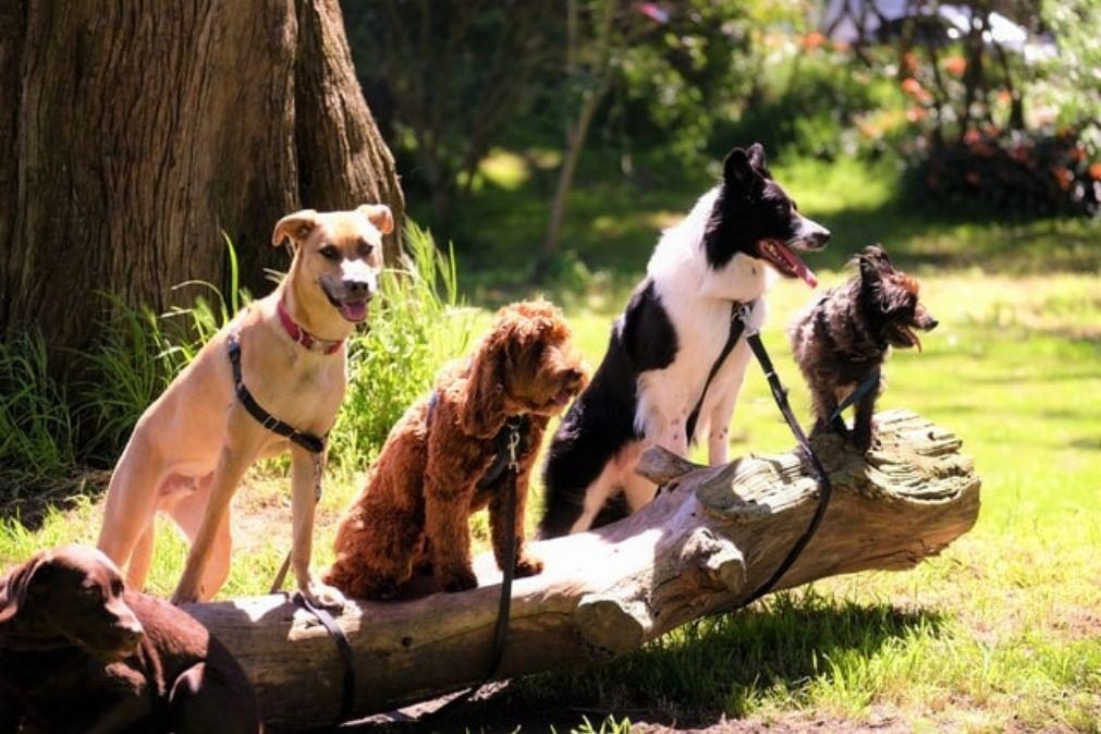 Cães podem detetar covid-19 de forma mais eficaz do que testes PCR