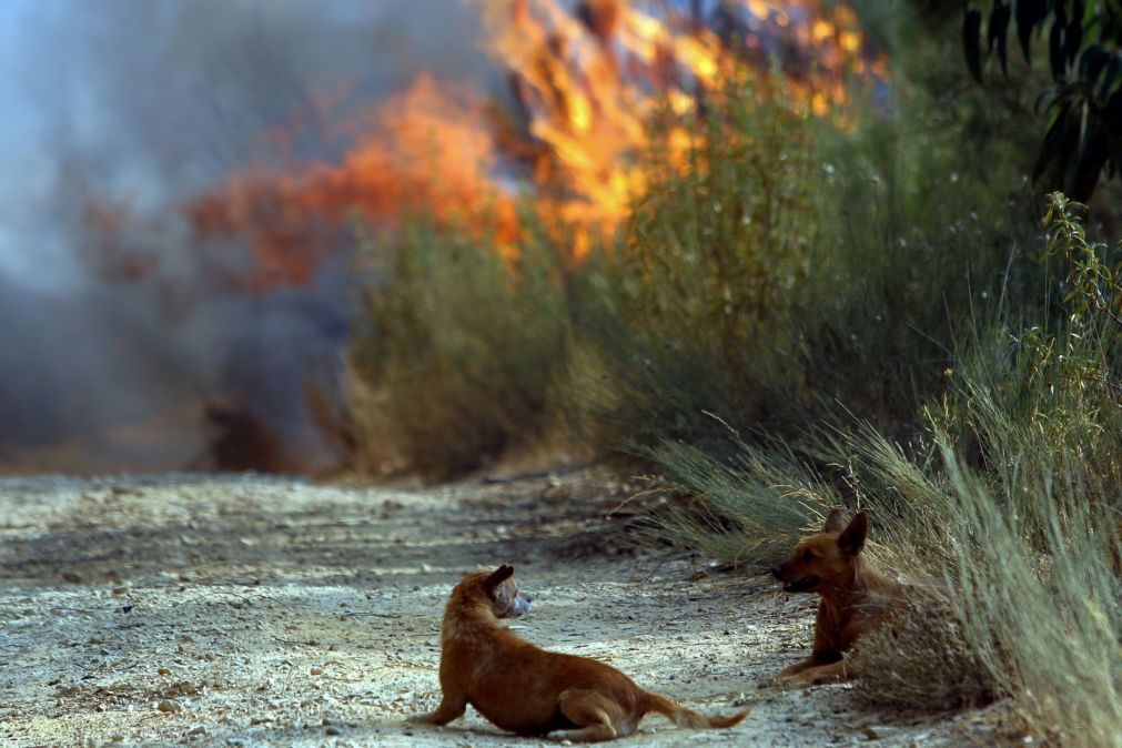 13 concelhos em risco máximo de incêndio